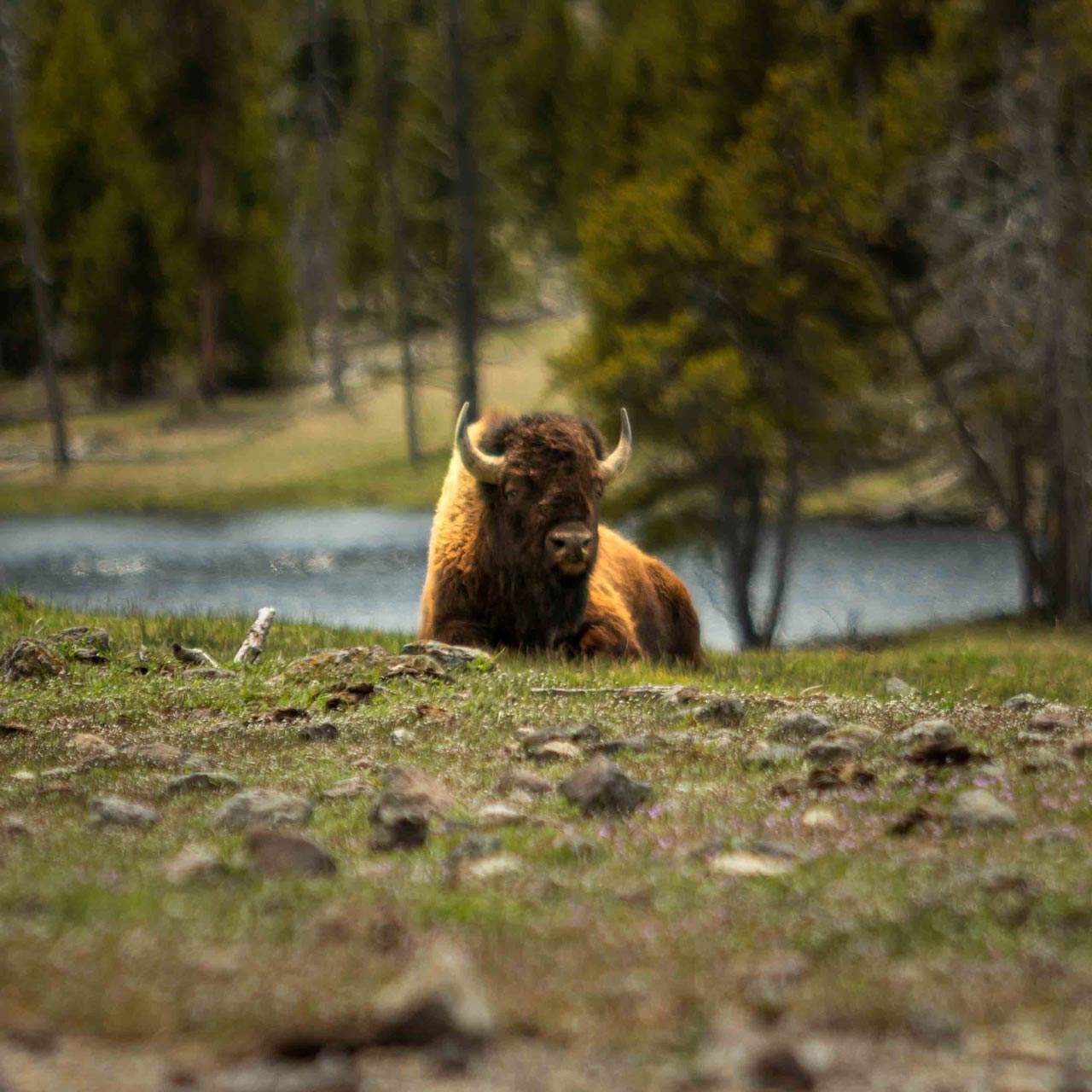 A Yellowstone Bison lays on the ground resting in a field near a river.