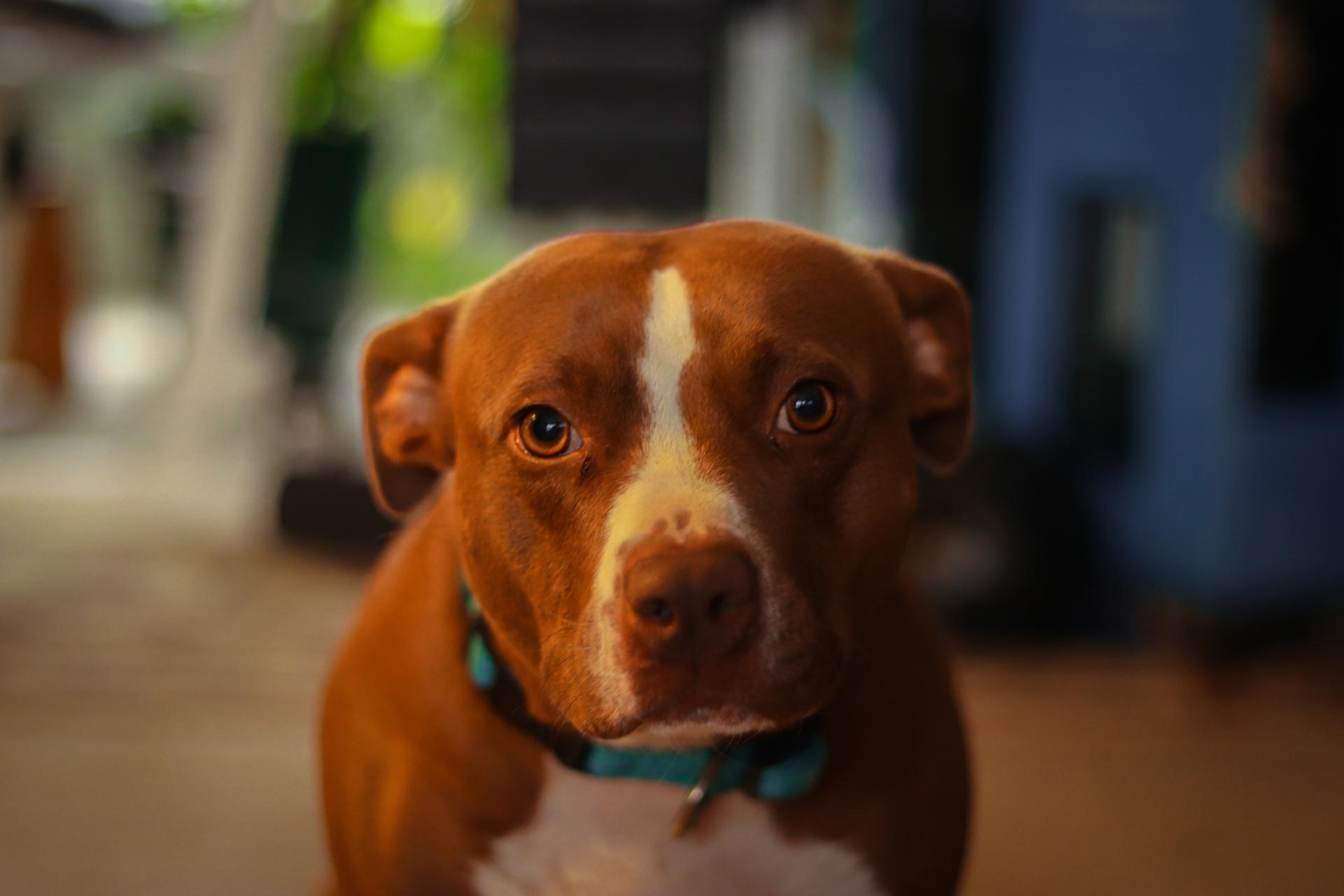 A cute, orange-red Pit Bull dog with hazel eyes and a teal collar looks into the viewers eyes with a look of gentle curiousness.