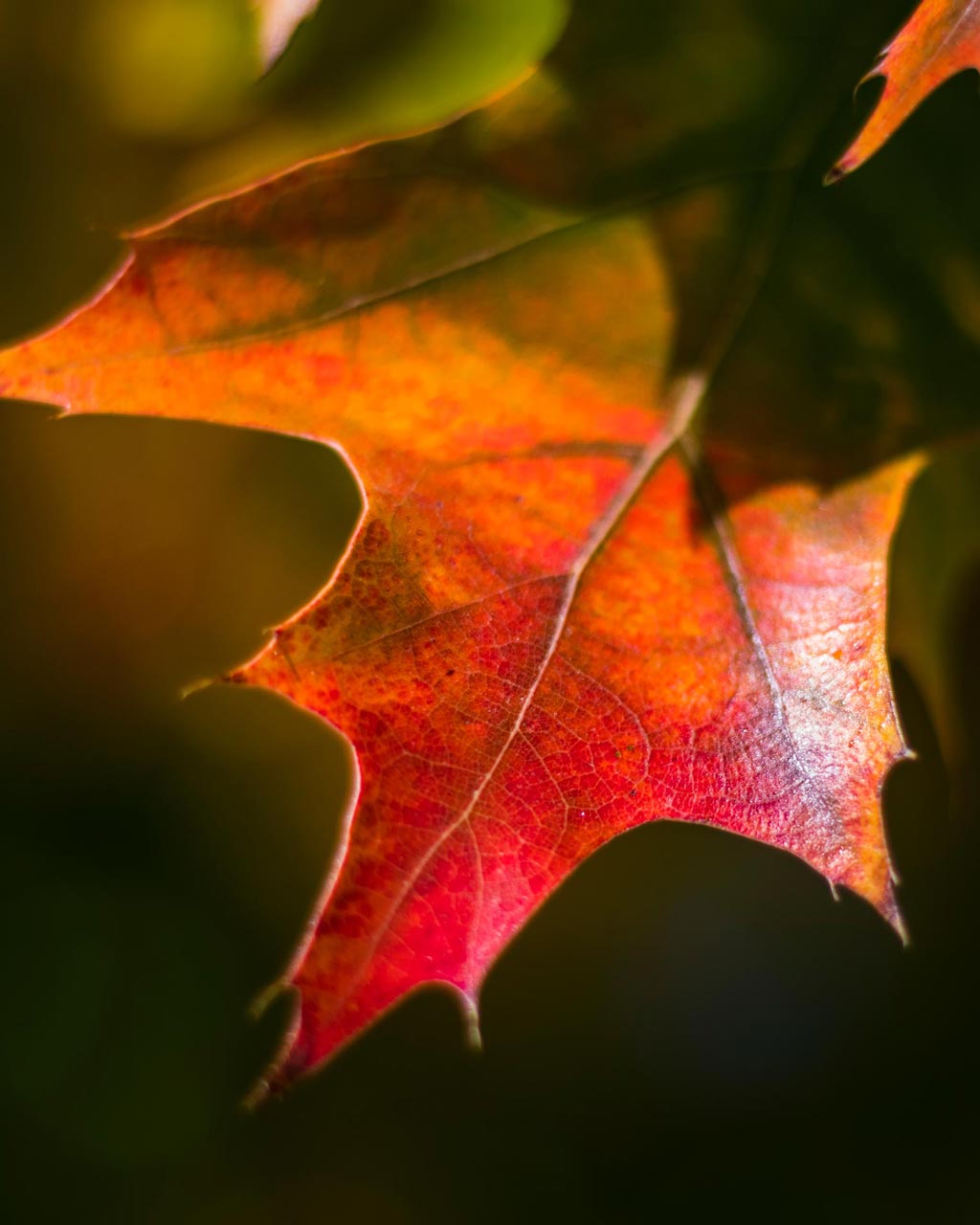 A macro perspective of a leaf changing colors from green to red, in late summer/early fall.