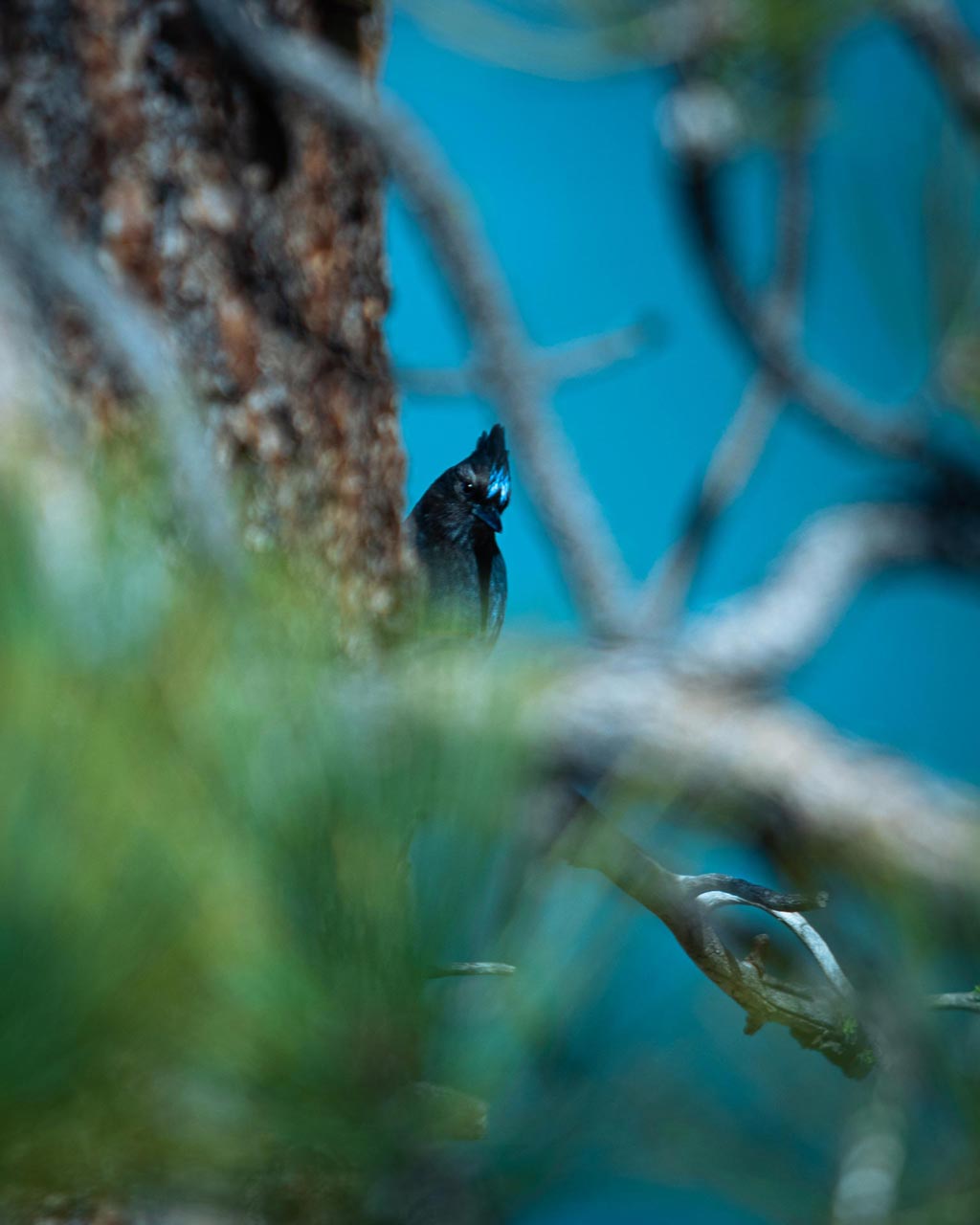 An artistically framed Steller's Jay tilting it's head as it spots the photographer.