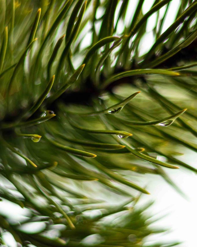 A macro perspective of pine needles with water droplets forming at the points during a light storm in Yellowstone National Park.